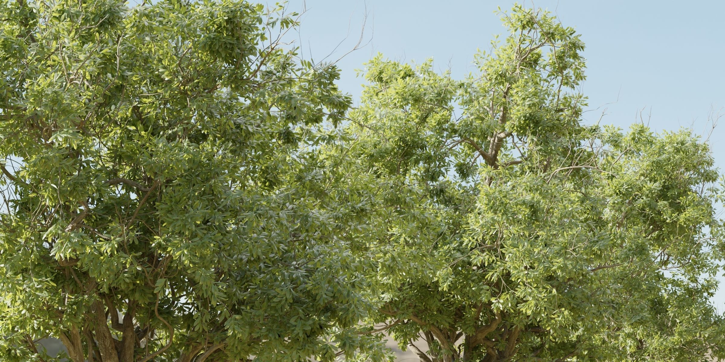 Summer Trees collection vol 226-Blender 3D model_1