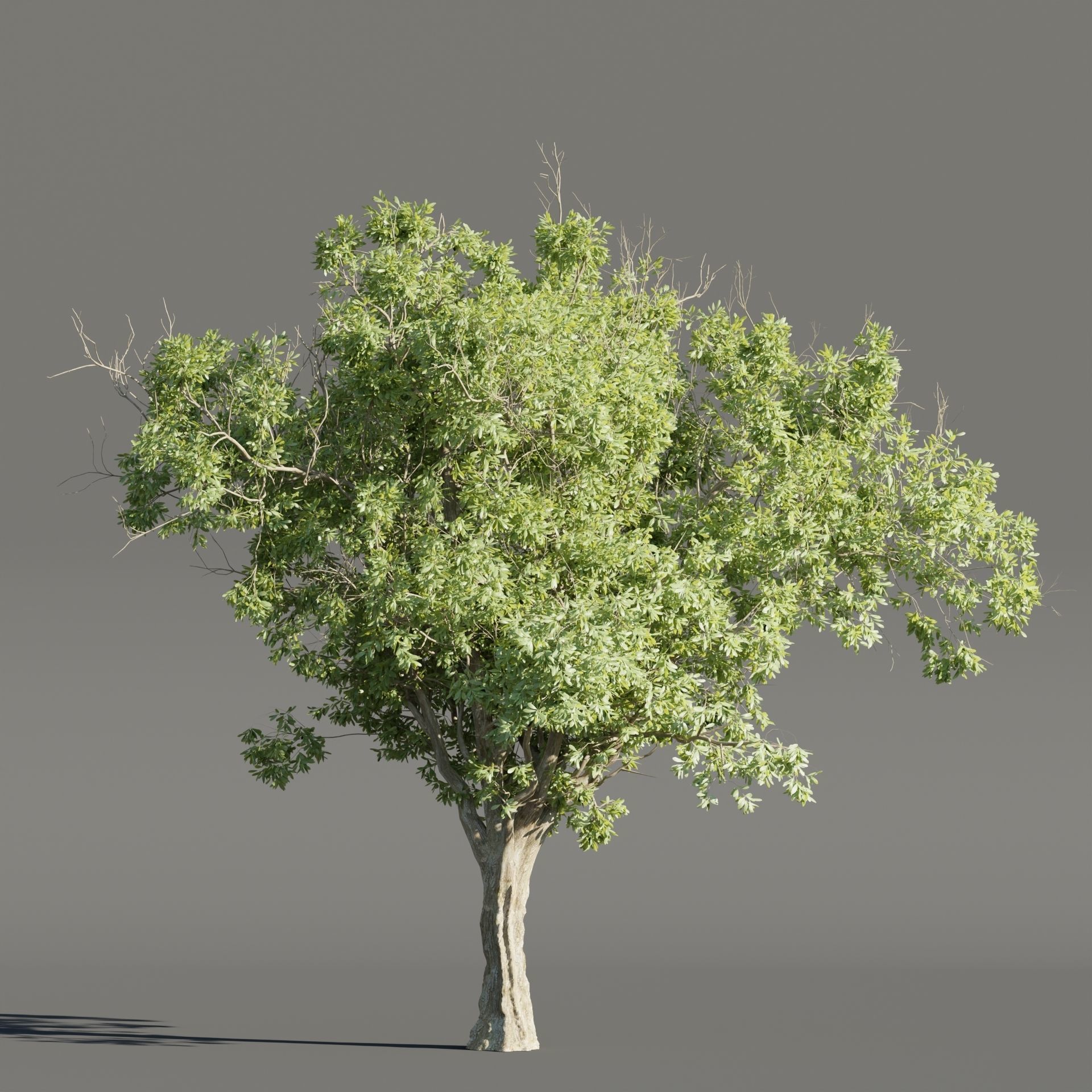 Summer Trees collection vol 226-Blender 3D model_3