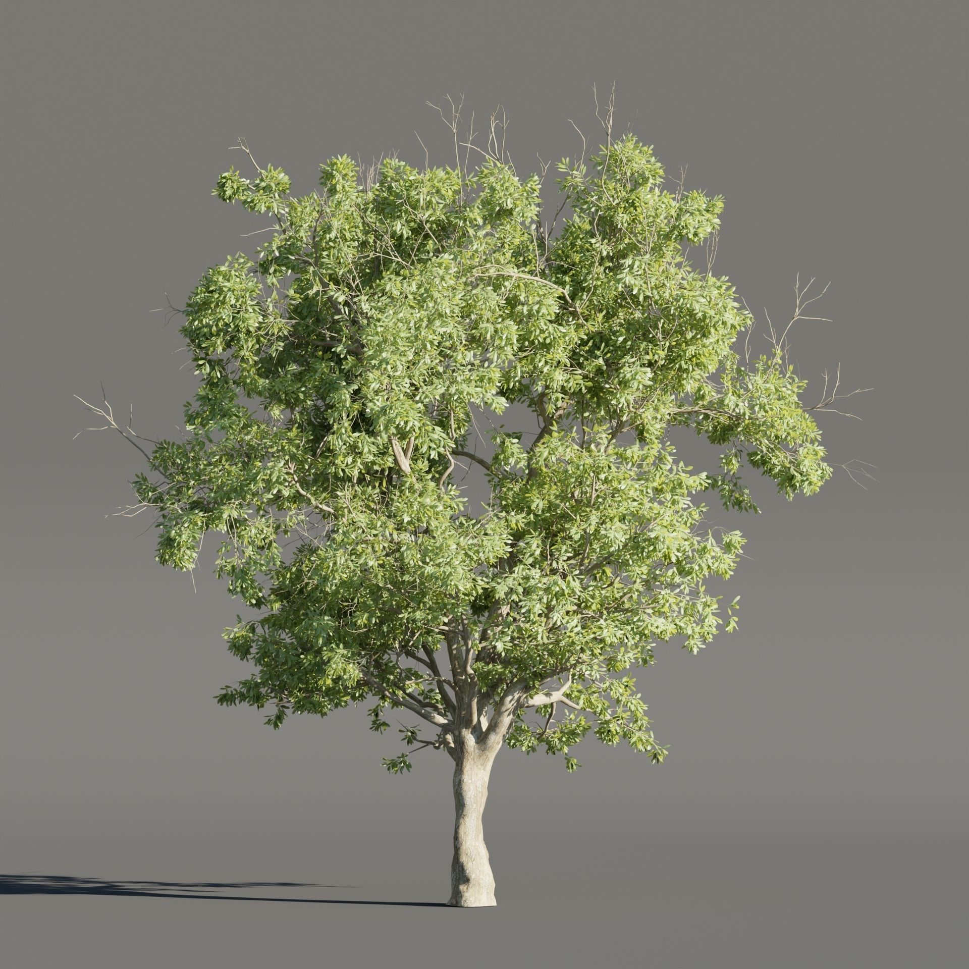Summer Trees collection vol 226-Blender 3D model_4