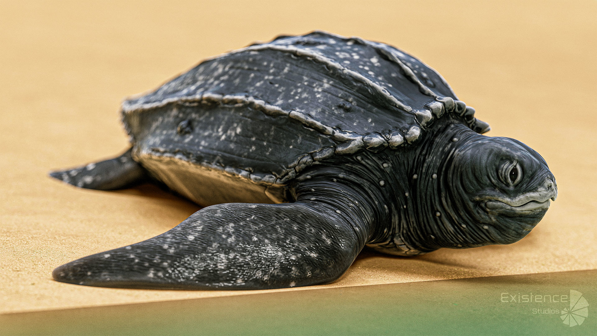 Sea Turtle - Lassie Reptile - Underwater Monster Creature - 36 Low-poly 3D model_9