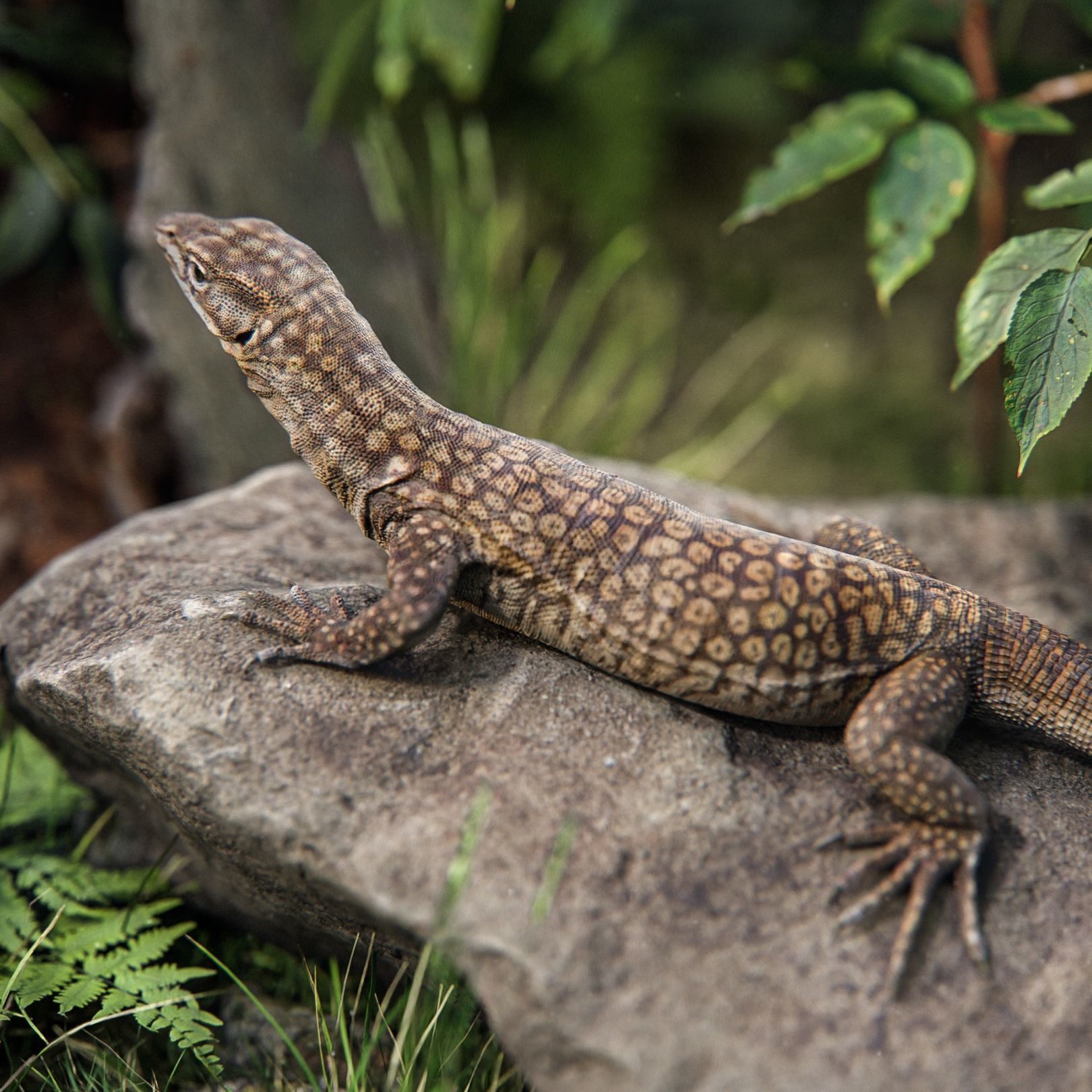 Ackie Monitor Lizard Reaistic 3D model  Rigged and Animated  Low-poly 3D model_5