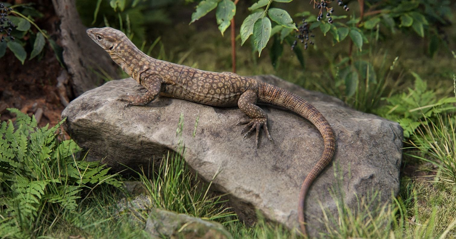 Ackie Monitor Lizard Reaistic 3D model  Rigged and Animated  Low-poly 3D model_4