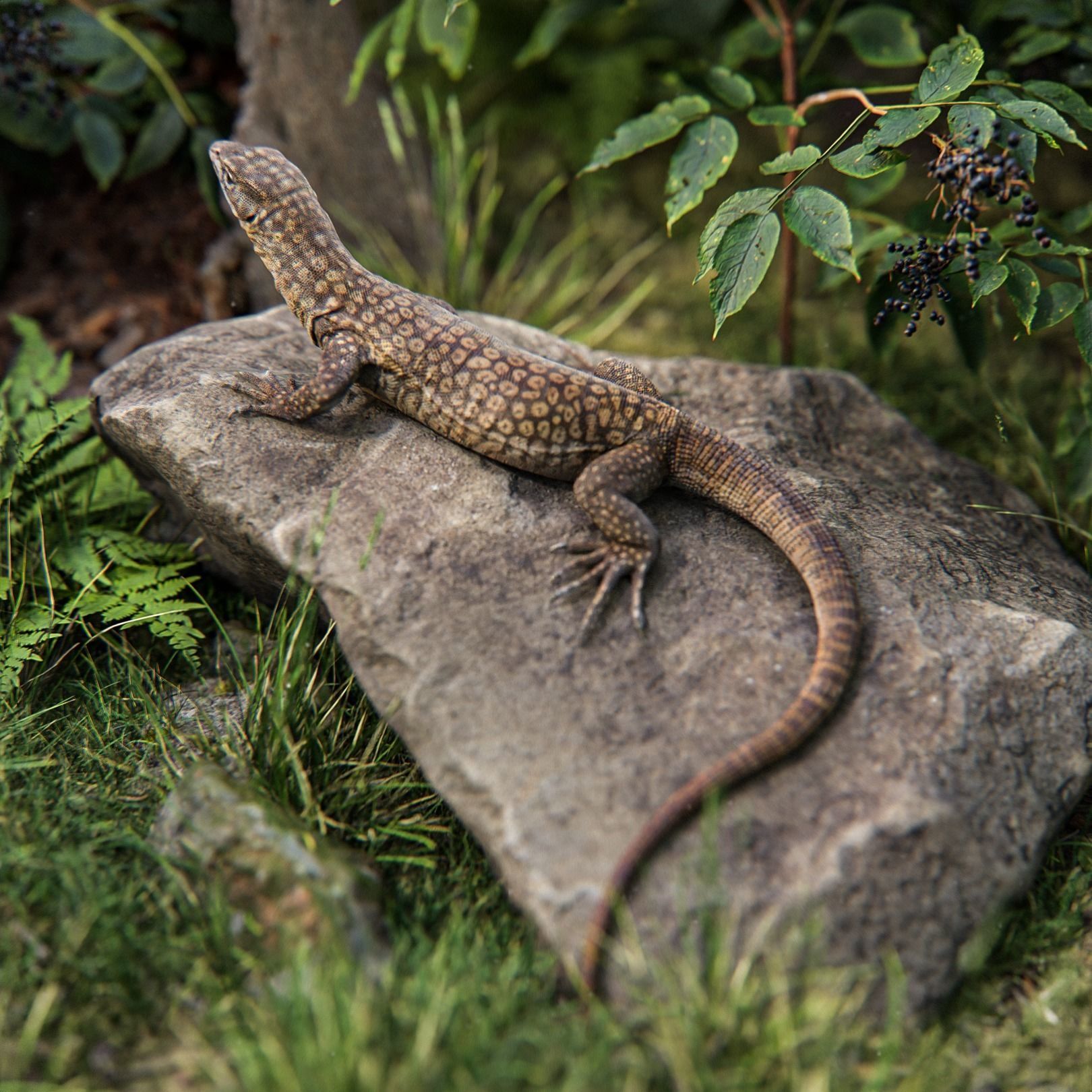 Ackie Monitor Lizard Reaistic 3D model  Rigged and Animated  Low-poly 3D model_3