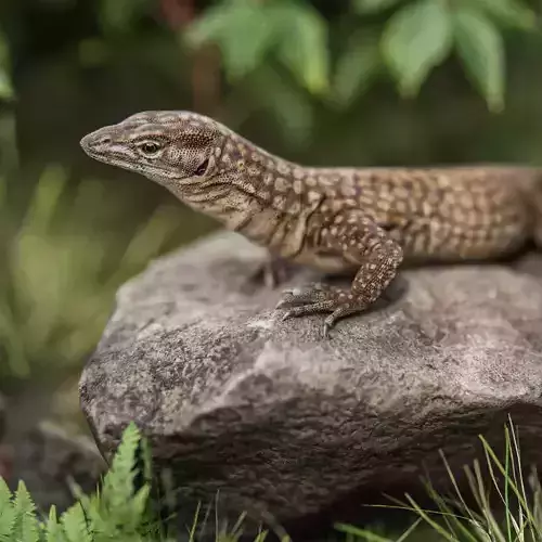 Ackie Monitor Lizard Reaistic 3D model  Rigged and Animated  Low-poly 3D model Ackie Monitor Lizard Reaistic 3D model  Rigged and Animated  Low-poly 3D model