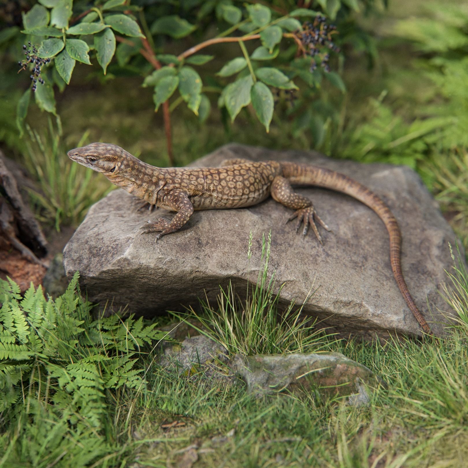 Ackie Monitor Lizard Reaistic 3D model  Rigged and Animated  Low-poly 3D model_6