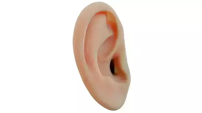 Human Ear 3D model