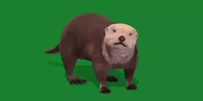 Sea Otter Mammal  Low-poly 3D model