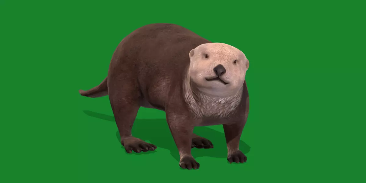Sea Otter Mammal  Low-poly 3D model_0