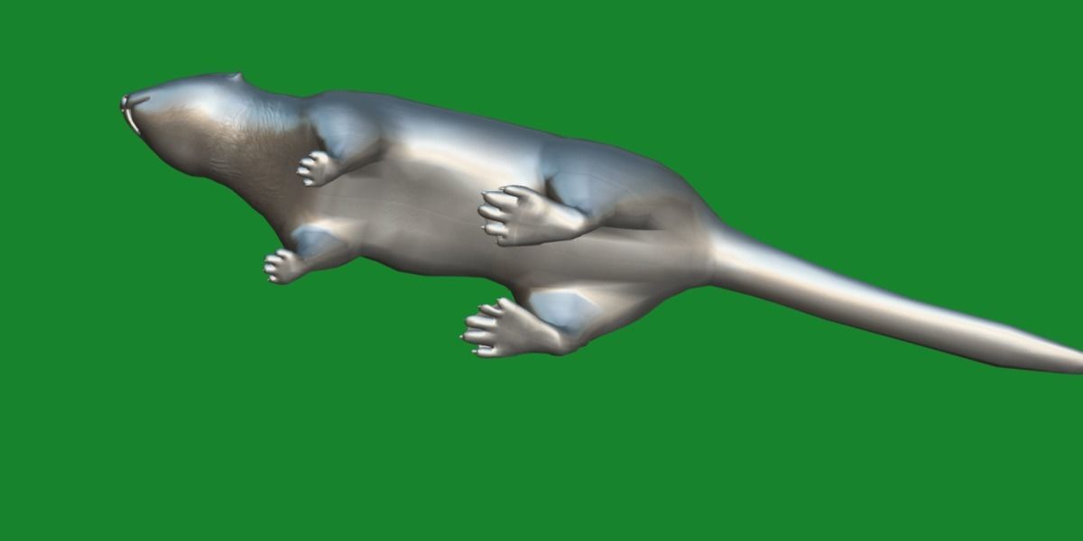 Sea Otter Mammal  Low-poly 3D model_11