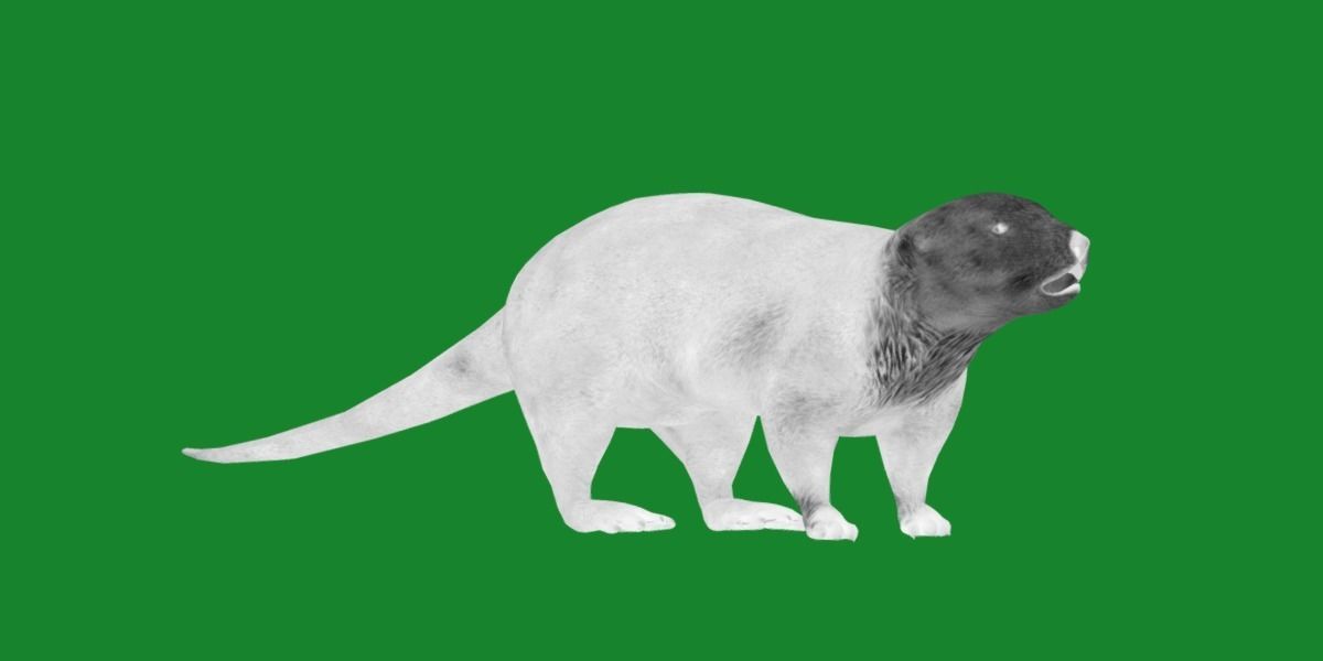 Sea Otter Mammal  Low-poly 3D model_26