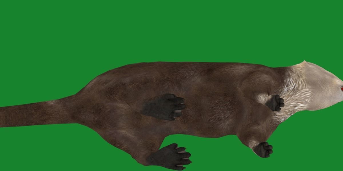 Sea Otter Mammal  Low-poly 3D model_23