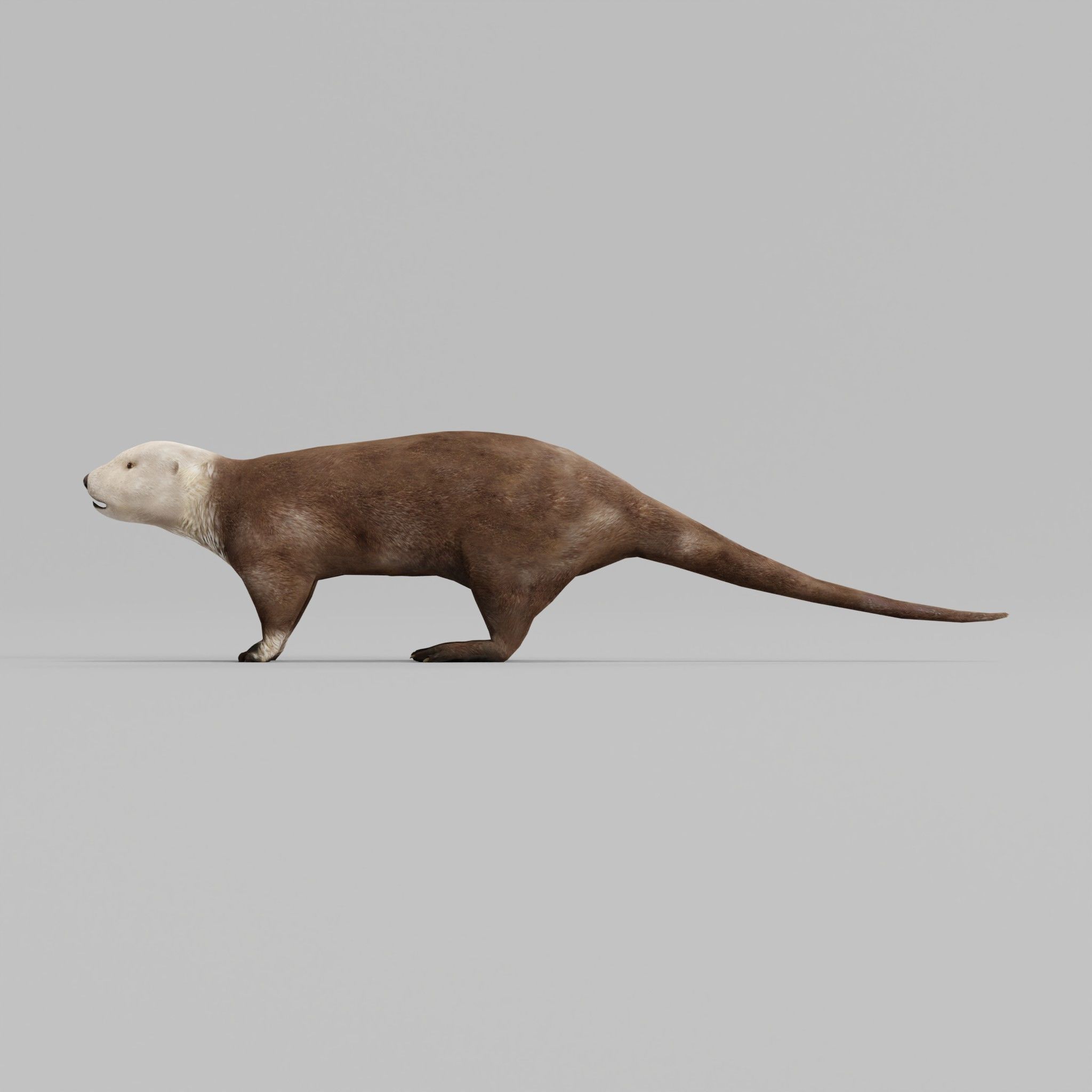 Sea Otter Mammal  Low-poly 3D model_8