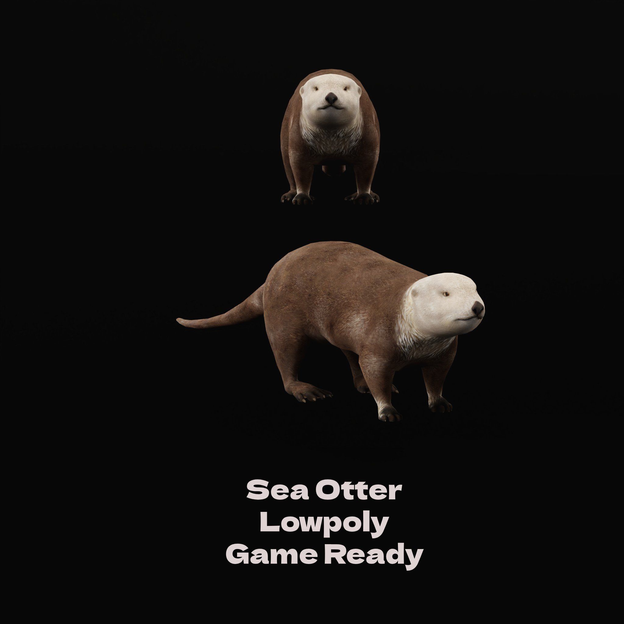 Sea Otter Mammal  Low-poly 3D model_3