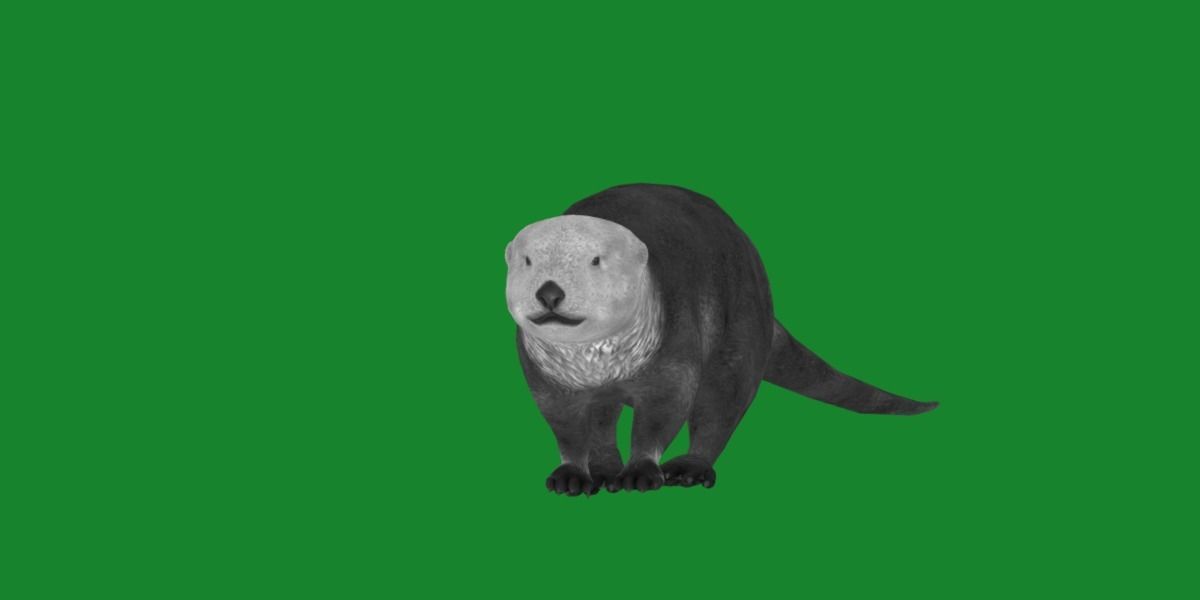 Sea Otter Mammal  Low-poly 3D model_9