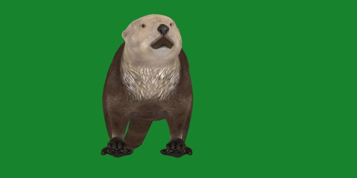 Sea Otter Mammal  Low-poly 3D model_22