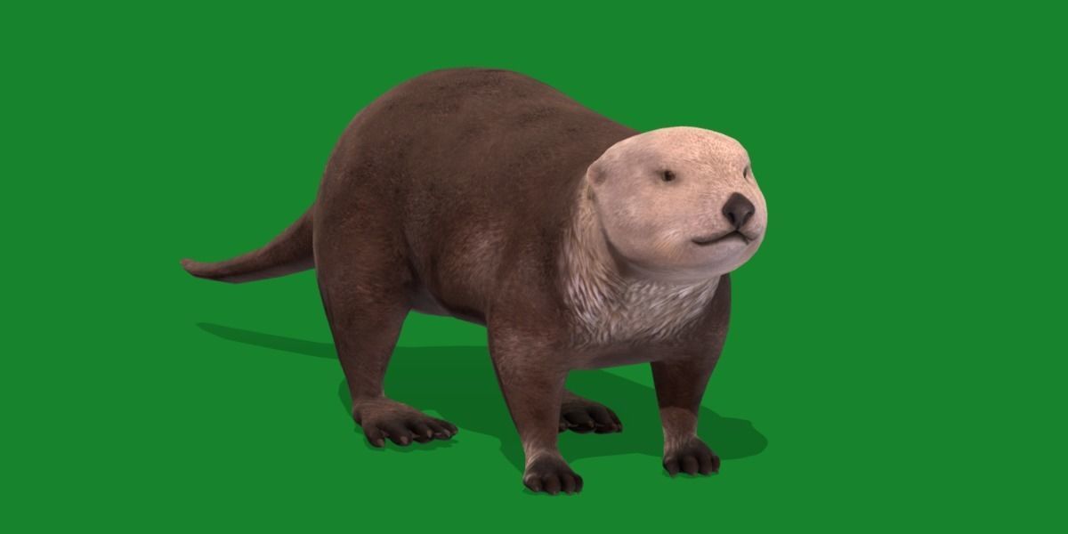 Sea Otter Mammal  Low-poly 3D model_27