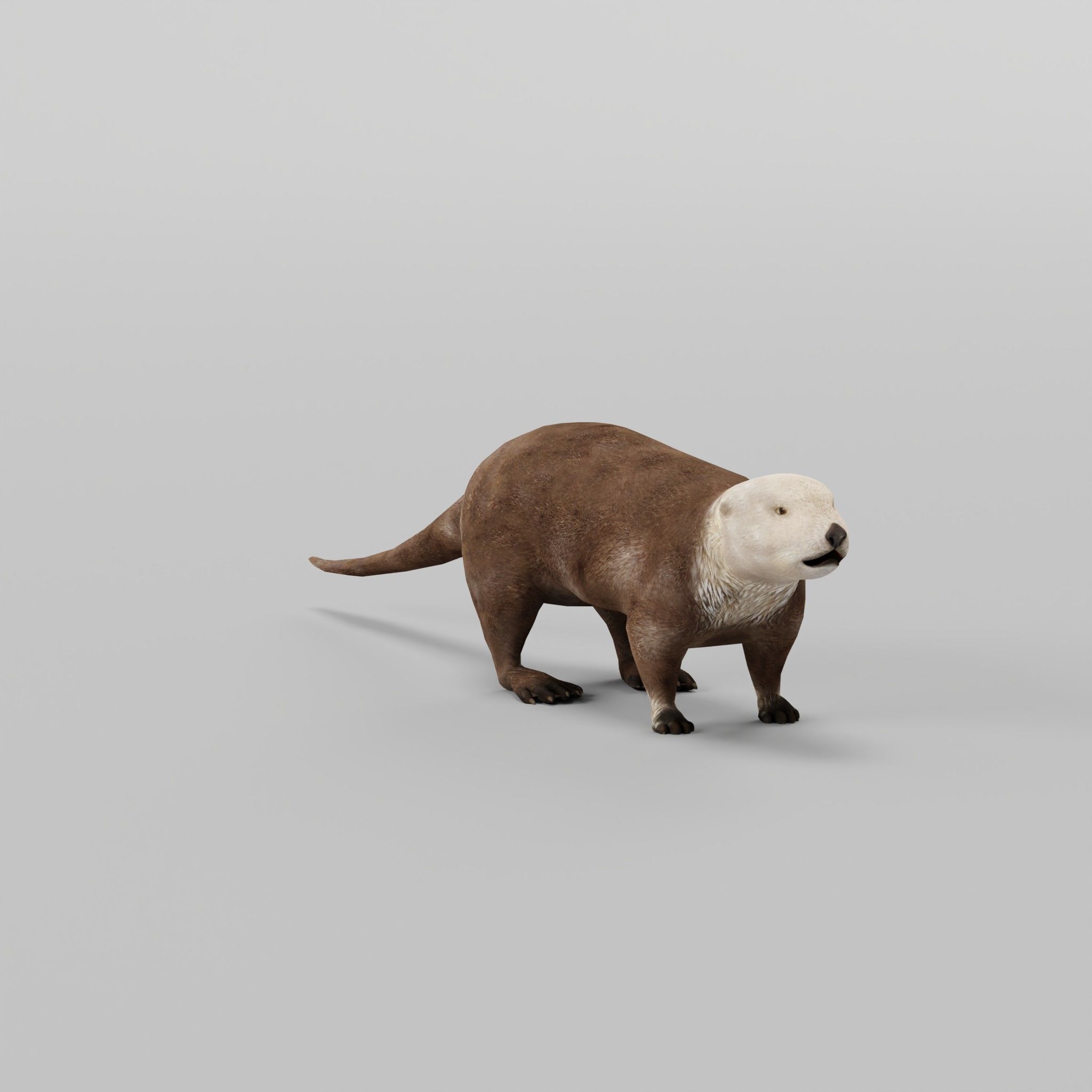 Sea Otter Mammal  Low-poly 3D model_7