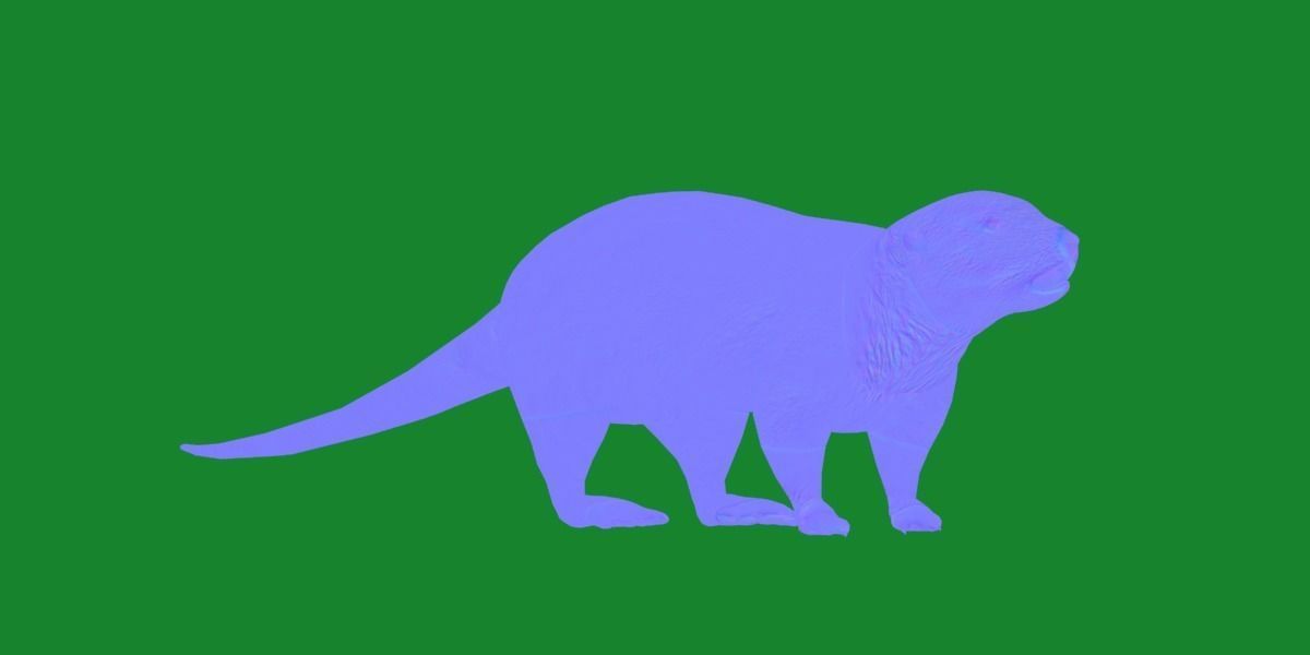 Sea Otter Mammal  Low-poly 3D model_25