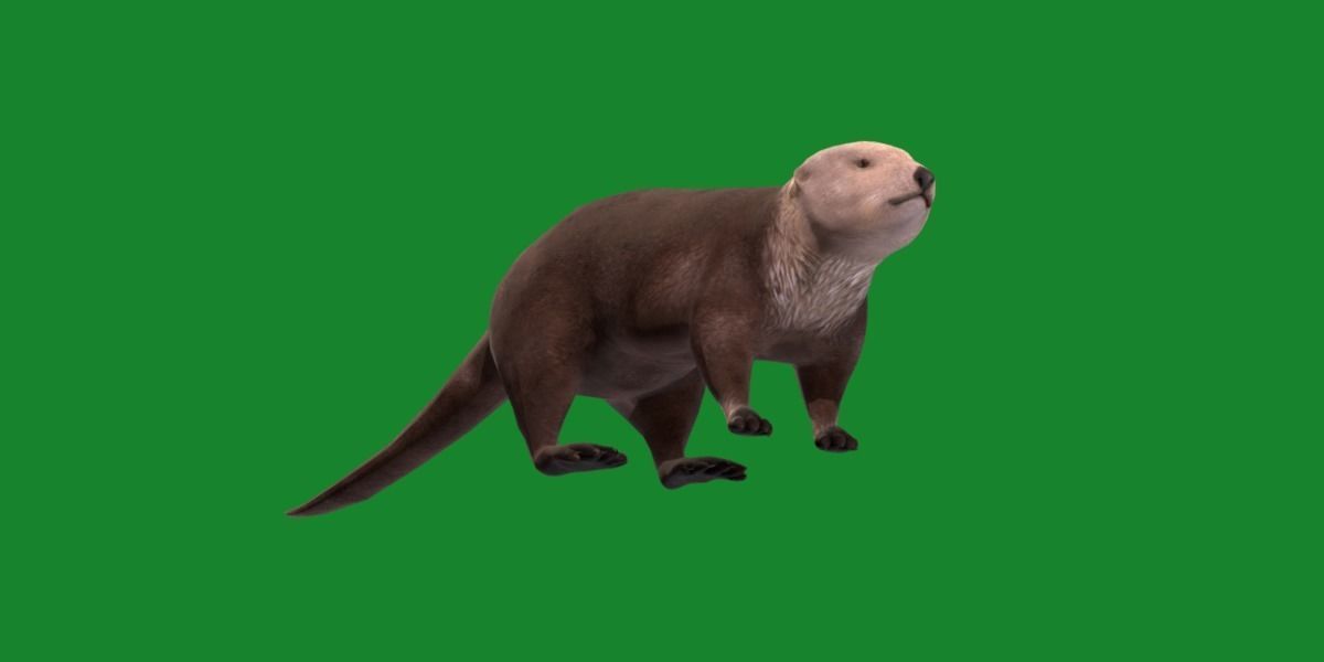Sea Otter Mammal  Low-poly 3D model_19