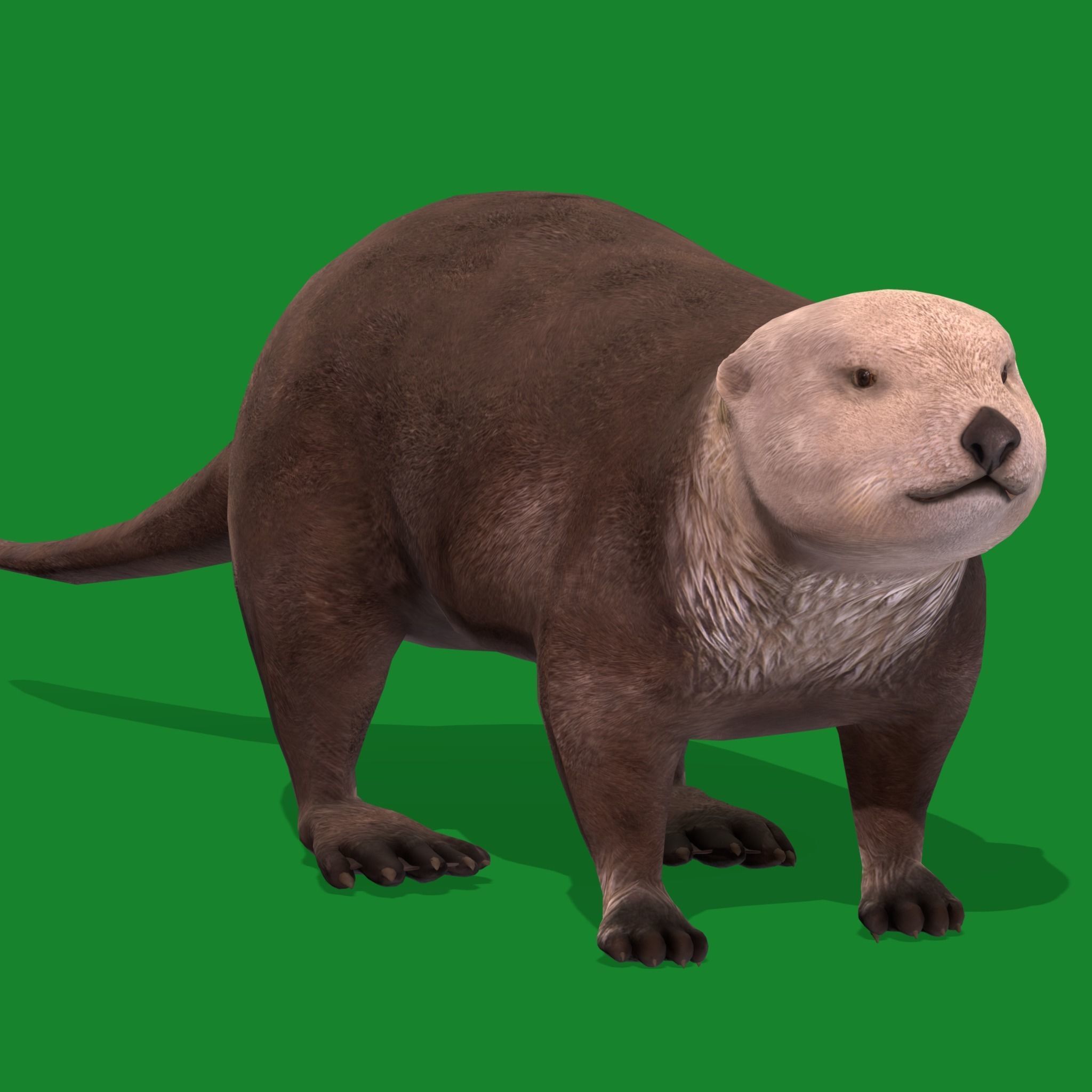 Sea Otter Mammal  Low-poly 3D model_18