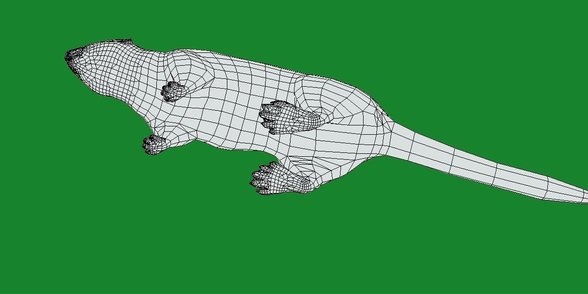 Sea Otter Mammal  Low-poly 3D model_12