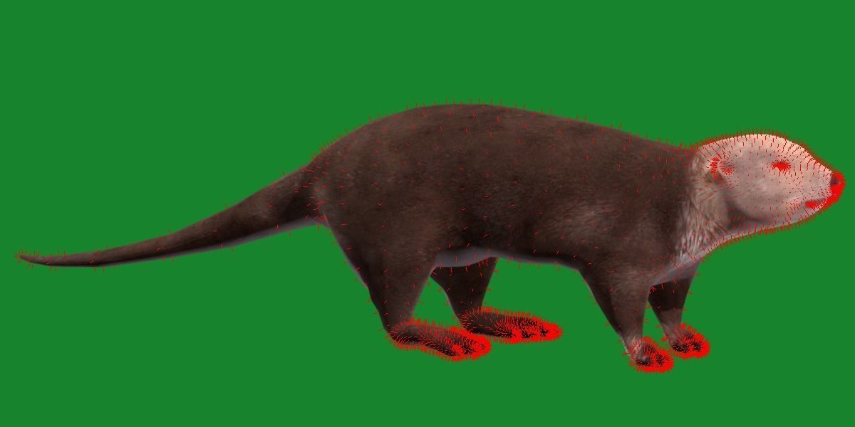Sea Otter Mammal  Low-poly 3D model_14