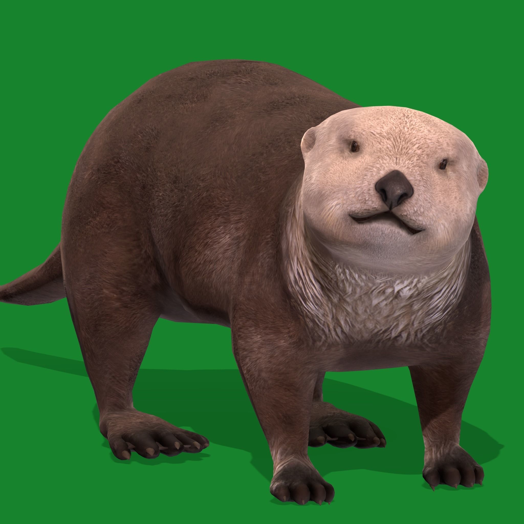 Sea Otter Mammal  Low-poly 3D model_17