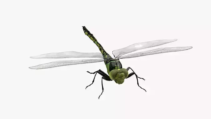 4K Dragon Fly