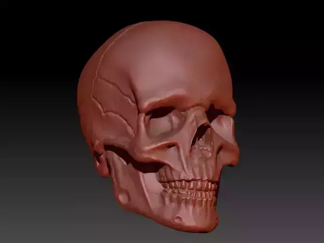 Human male skull sculpt 