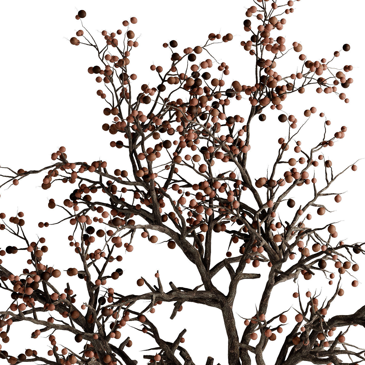 Indoor dry potted plants 3D model_2