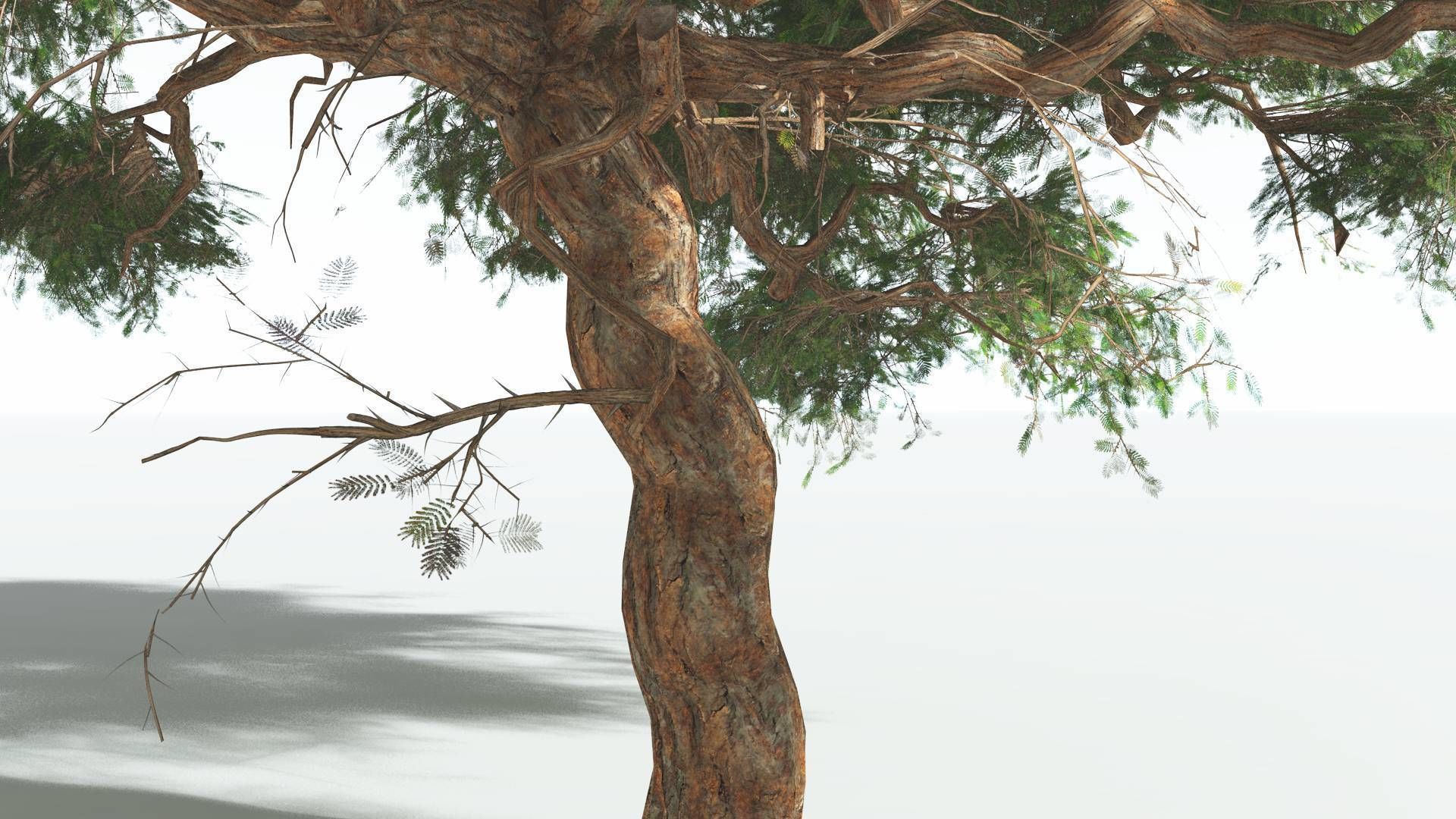 EVERYPlant Umbrella Thorn Acacia LowPoly 3 --12 Models-- Low-poly 3D model_17