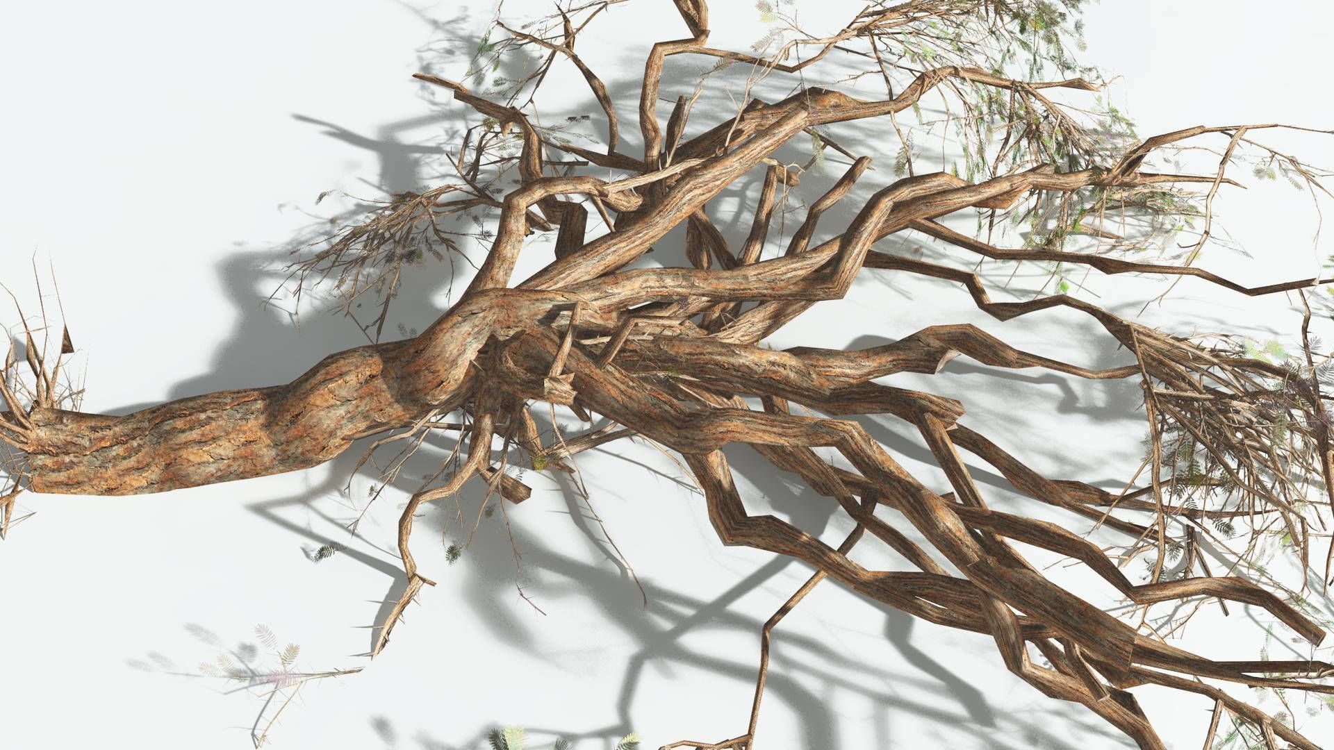 EVERYPlant Umbrella Thorn Acacia LowPoly 3 --12 Models-- Low-poly 3D model_15