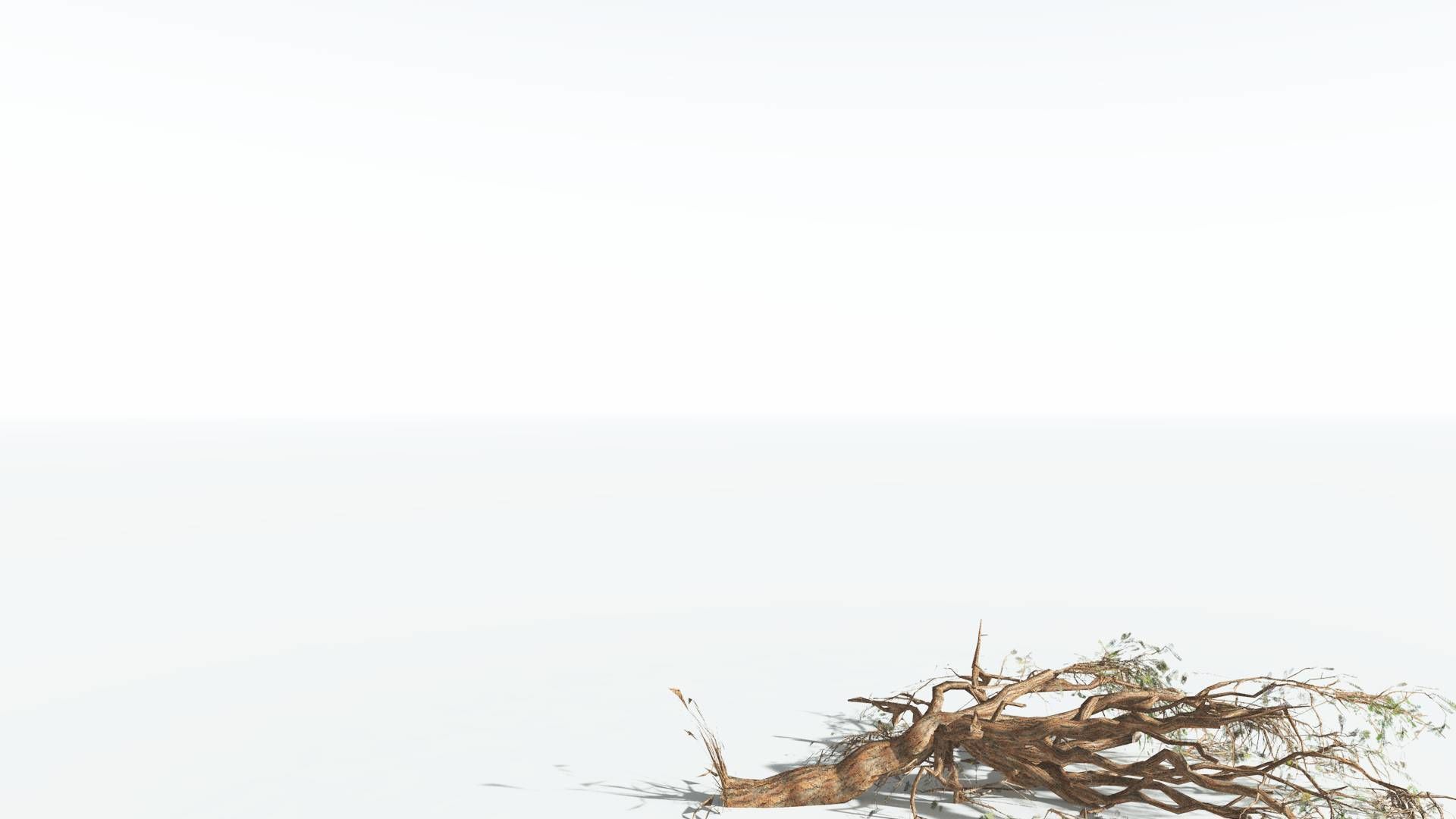 EVERYPlant Umbrella Thorn Acacia LowPoly 3 --12 Models-- Low-poly 3D model_14