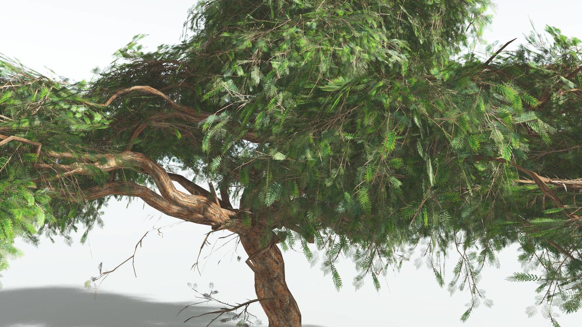 EVERYPlant Umbrella Thorn Acacia LowPoly 3 --12 Models-- Low-poly 3D model_7
