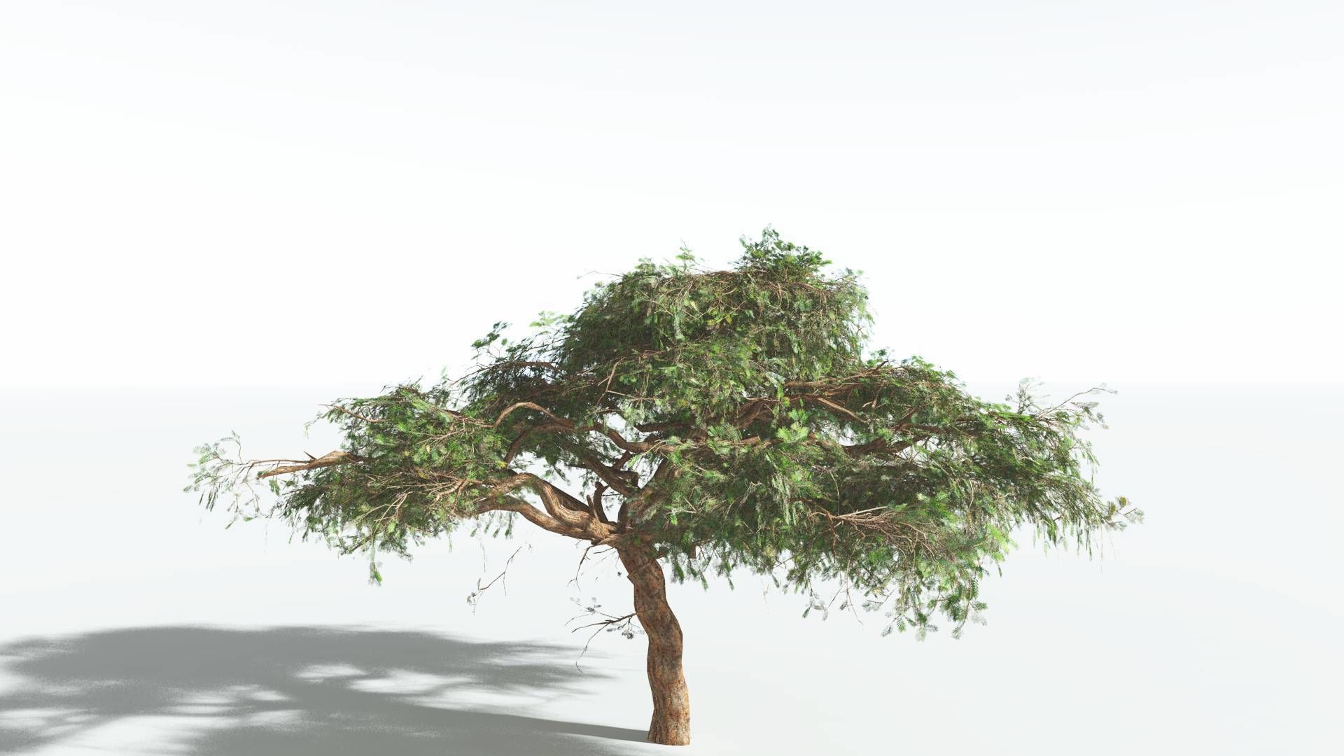 EVERYPlant Umbrella Thorn Acacia LowPoly 3 --12 Models-- Low-poly 3D model_8