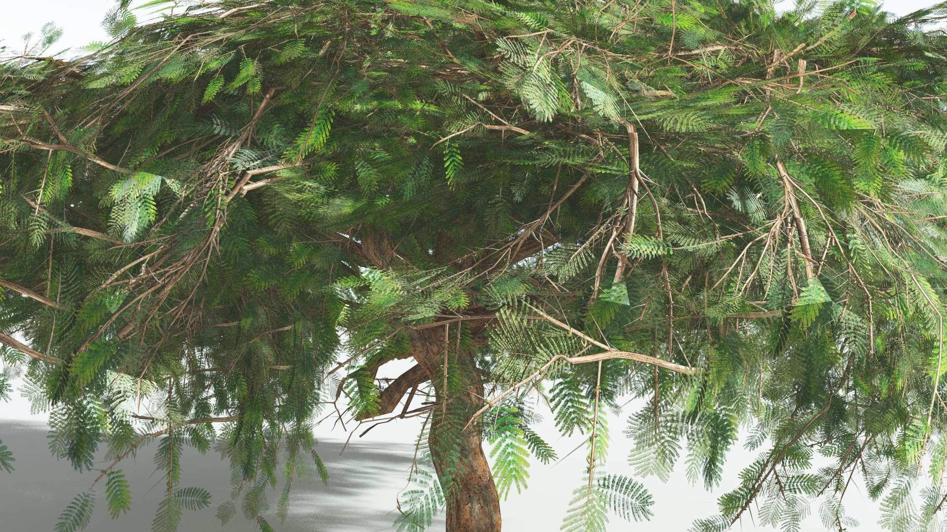 EVERYPlant Umbrella Thorn Acacia LowPoly 3 --12 Models-- Low-poly 3D model_19