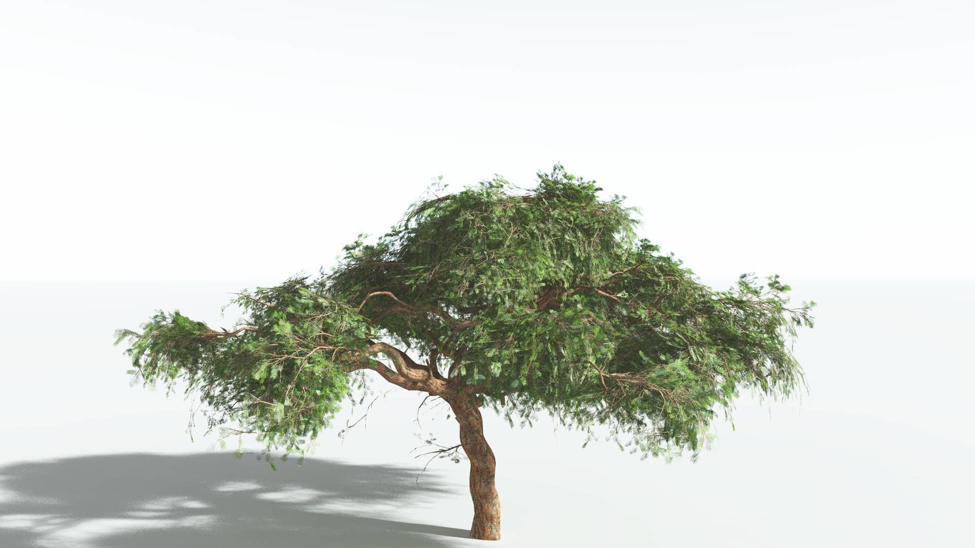 EVERYPlant Umbrella Thorn Acacia LowPoly 3 --12 Models-- Low-poly 3D model_26