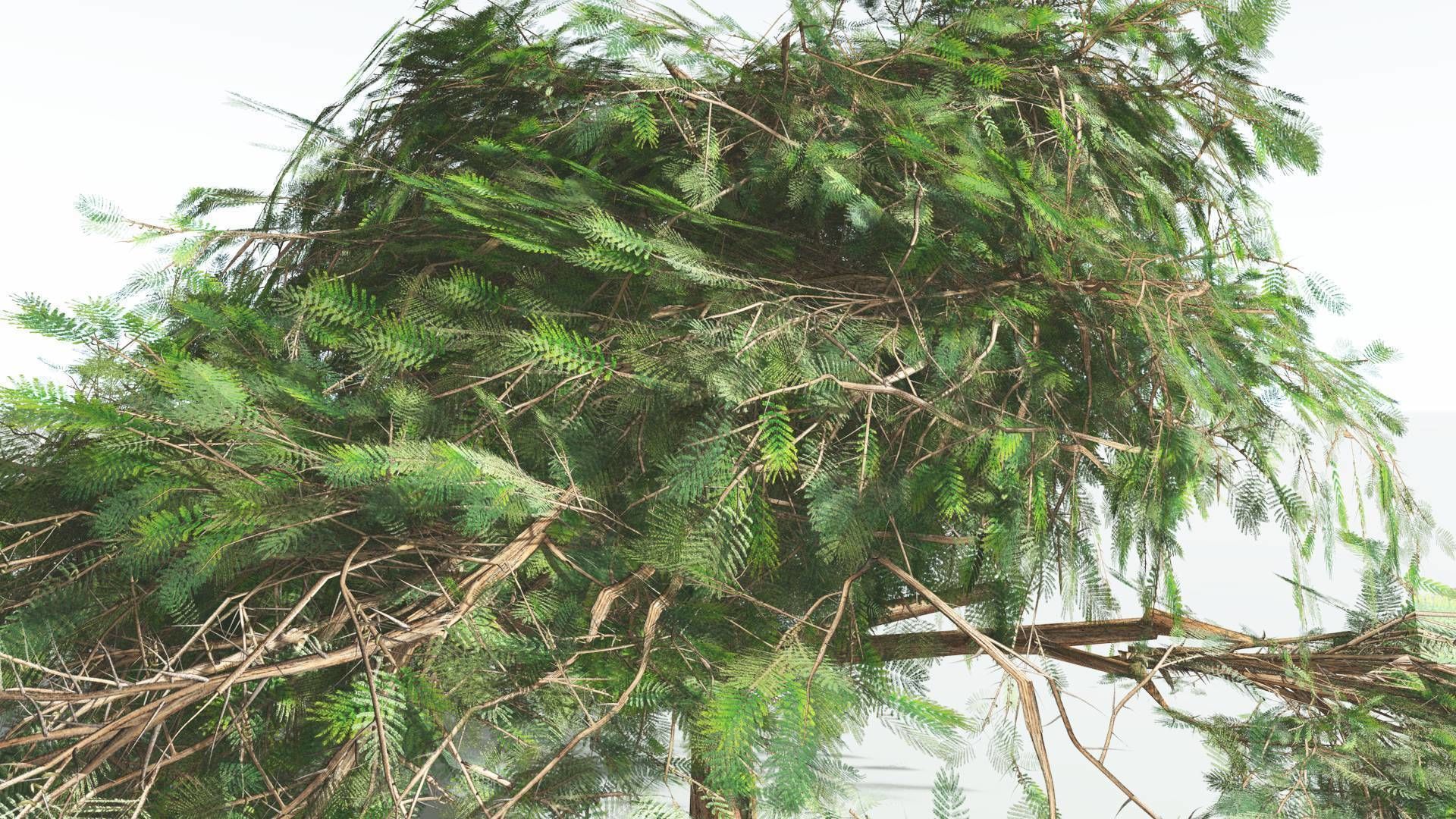 EVERYPlant Umbrella Thorn Acacia LowPoly 3 --12 Models-- Low-poly 3D model_21