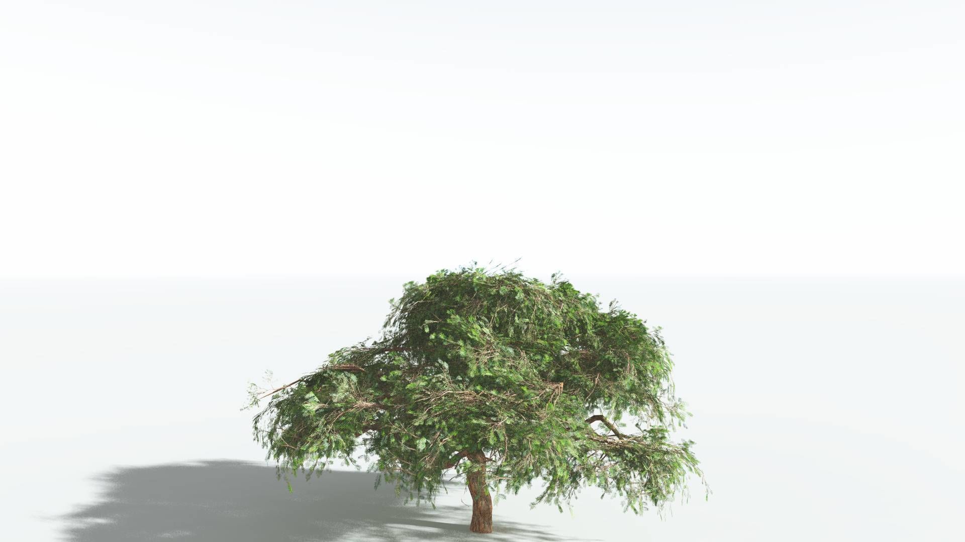 EVERYPlant Umbrella Thorn Acacia LowPoly 3 --12 Models-- Low-poly 3D model_18