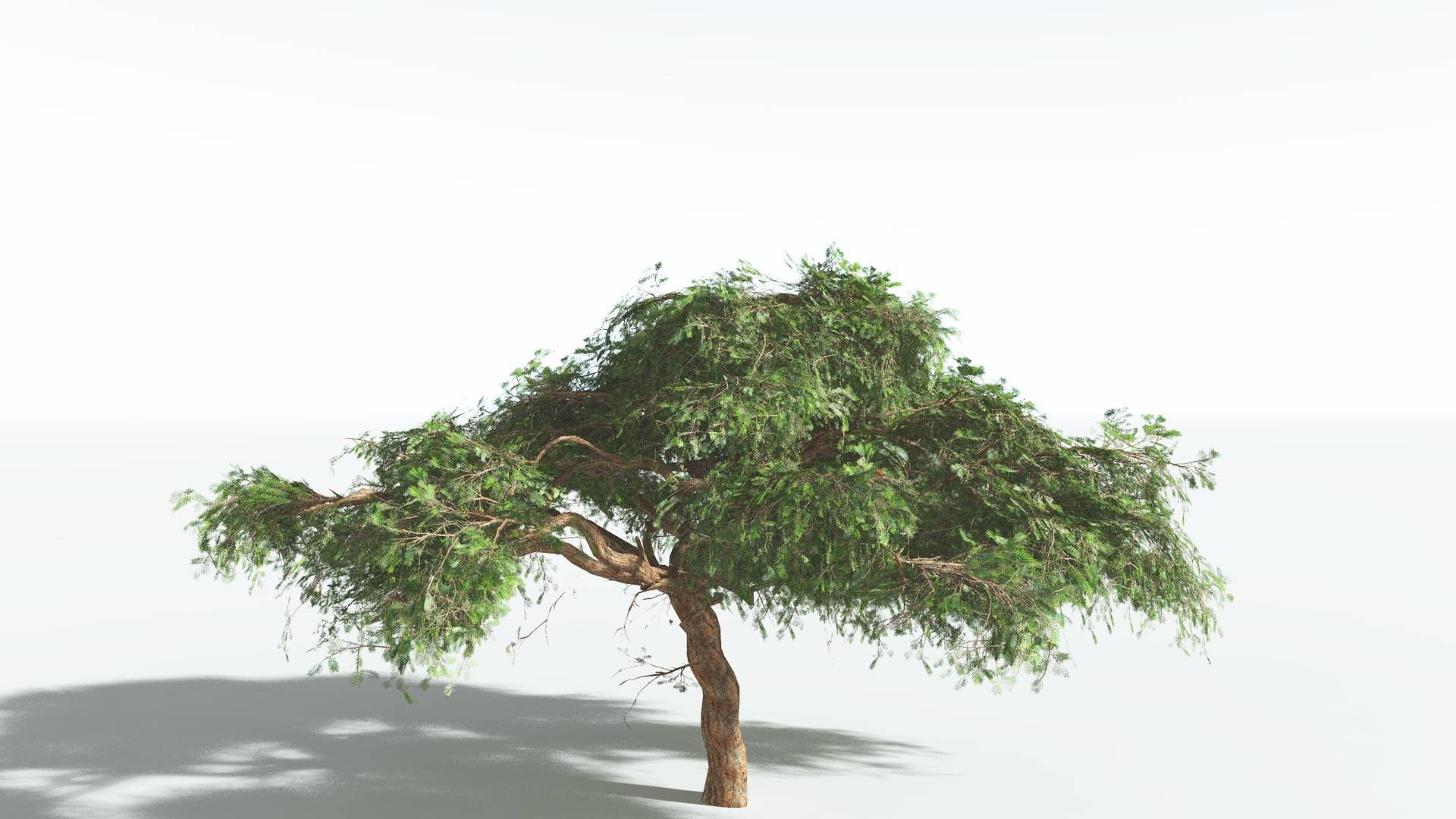 EVERYPlant Umbrella Thorn Acacia LowPoly 3 --12 Models-- Low-poly 3D model_6