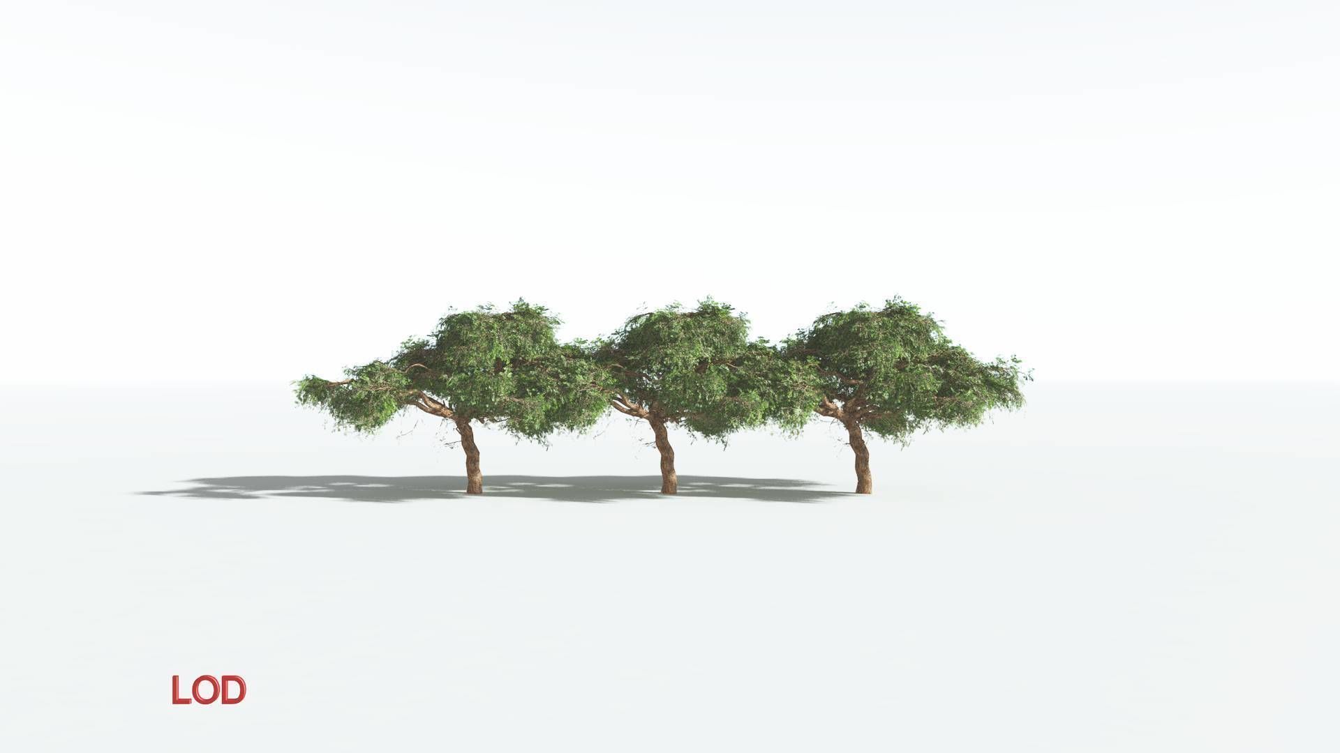 EVERYPlant Umbrella Thorn Acacia LowPoly 3 --12 Models-- Low-poly 3D model_3