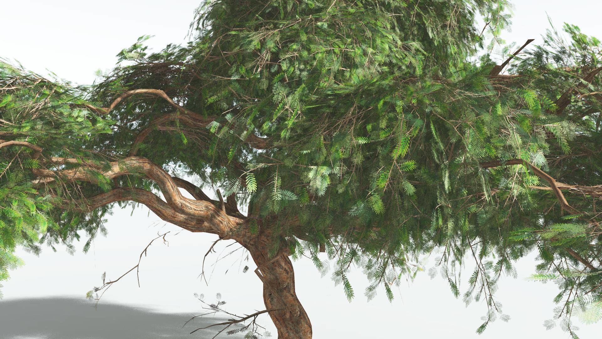 EVERYPlant Umbrella Thorn Acacia LowPoly 3 --12 Models-- Low-poly 3D model_27