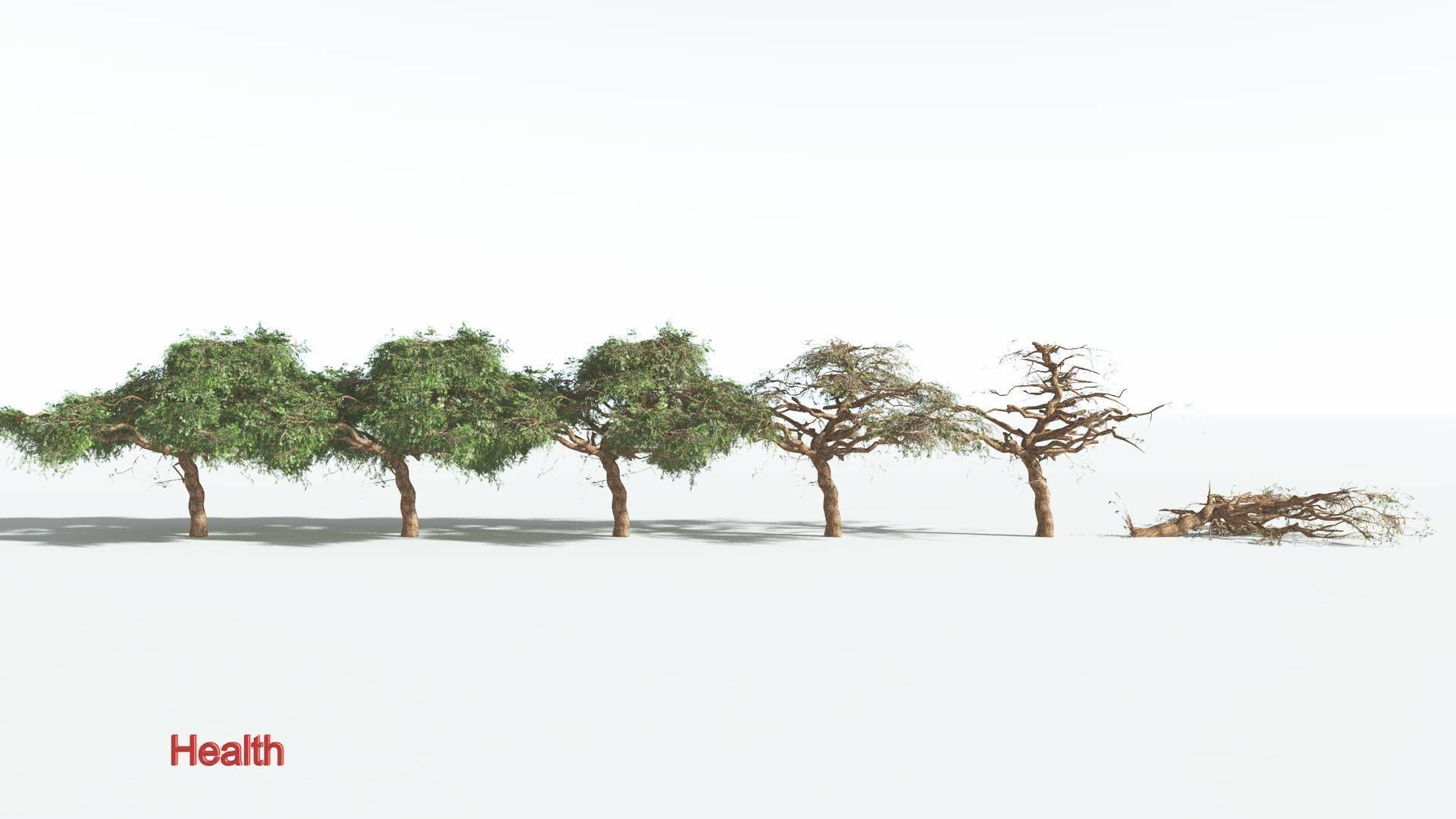 EVERYPlant Umbrella Thorn Acacia LowPoly 3 --12 Models-- Low-poly 3D model_1