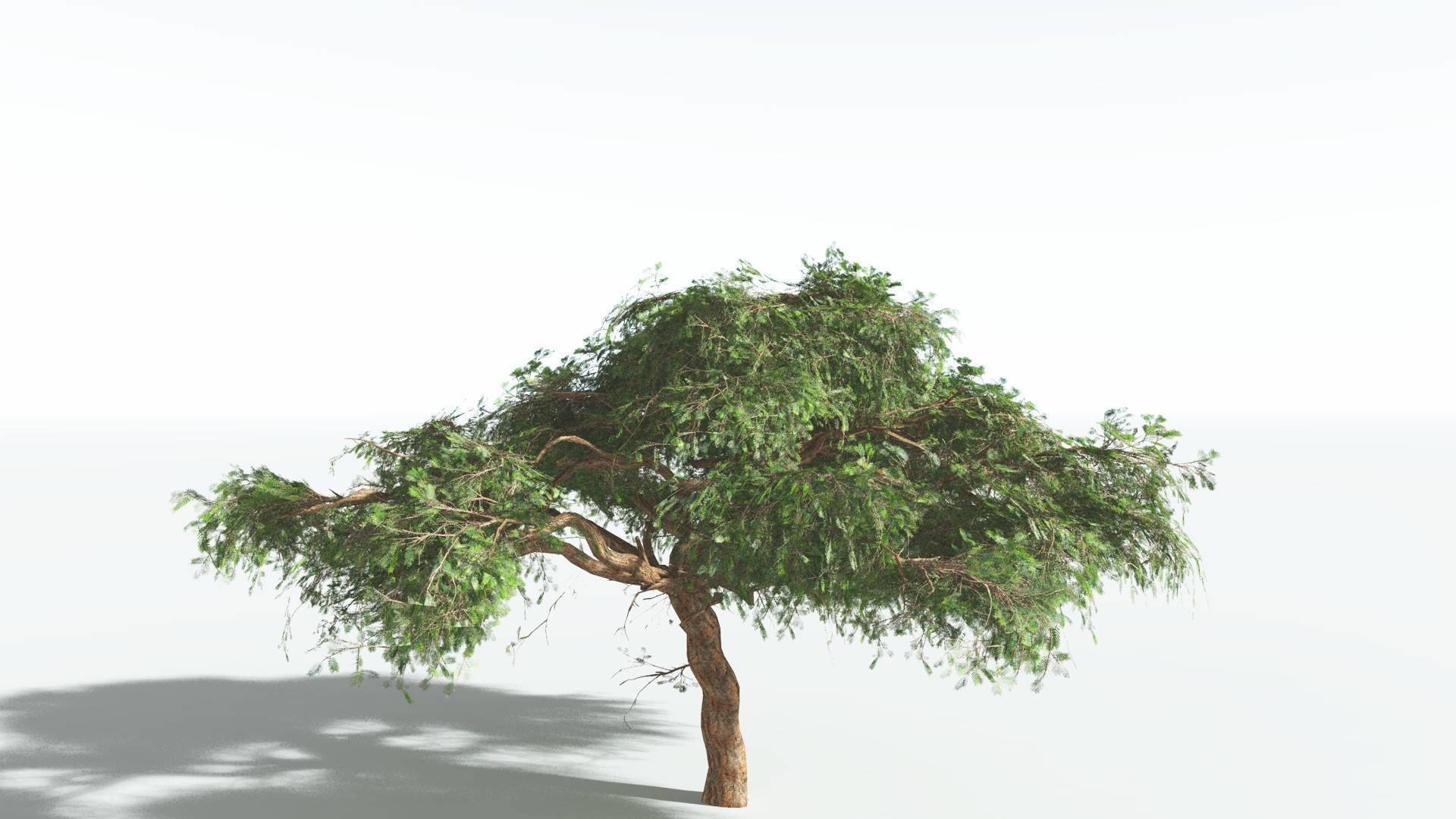 EVERYPlant Umbrella Thorn Acacia LowPoly 3 --12 Models-- Low-poly 3D model_4