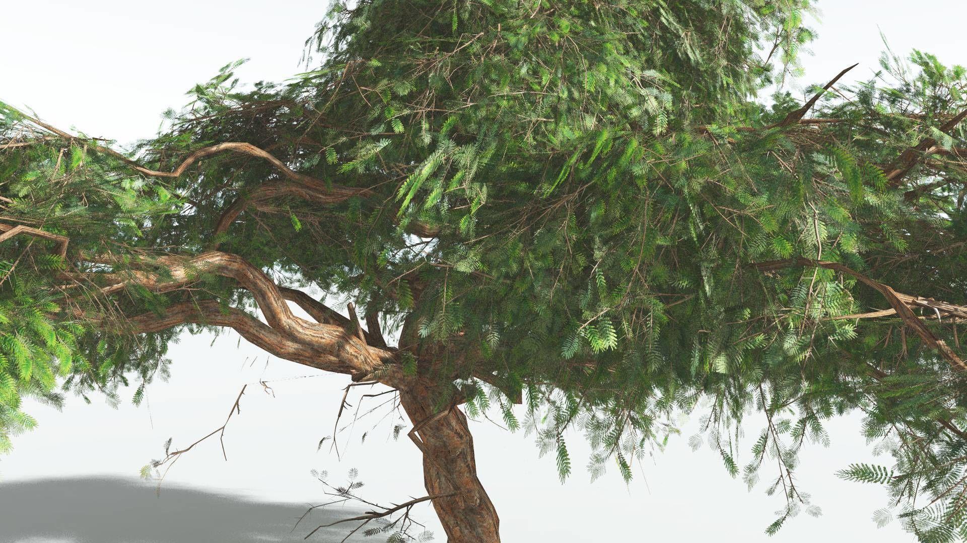 EVERYPlant Umbrella Thorn Acacia LowPoly 3 --12 Models-- Low-poly 3D model_25