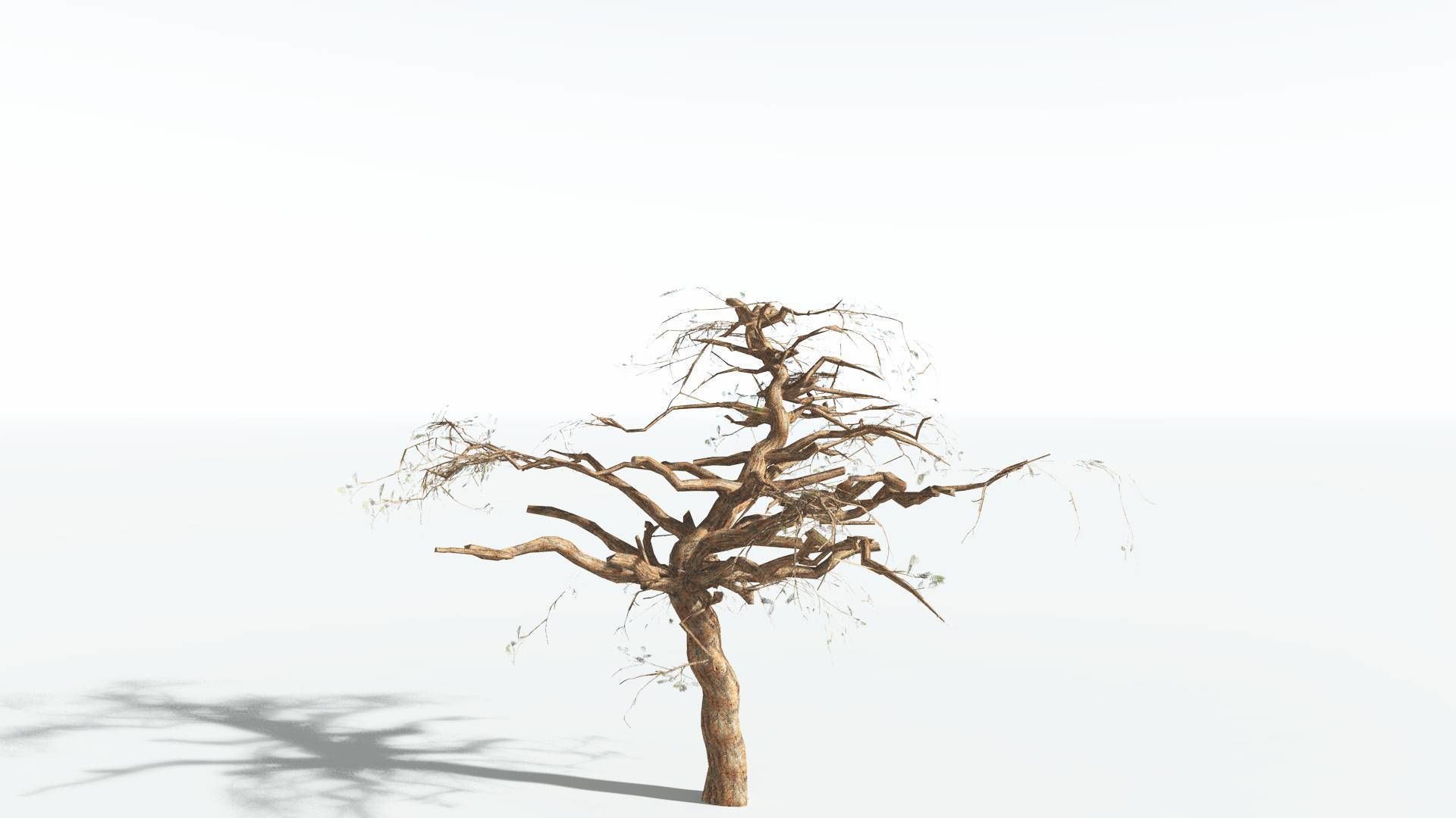 EVERYPlant Umbrella Thorn Acacia LowPoly 3 --12 Models-- Low-poly 3D model_12