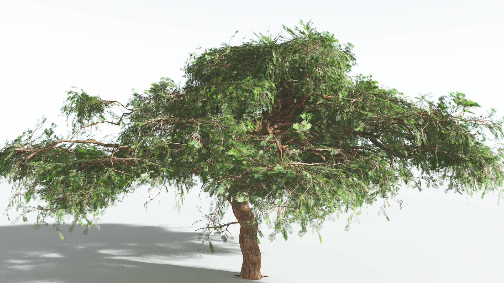 EVERYPlant Umbrella Thorn Acacia LowPoly 3 --12 Models-- Low-poly 3D model_16