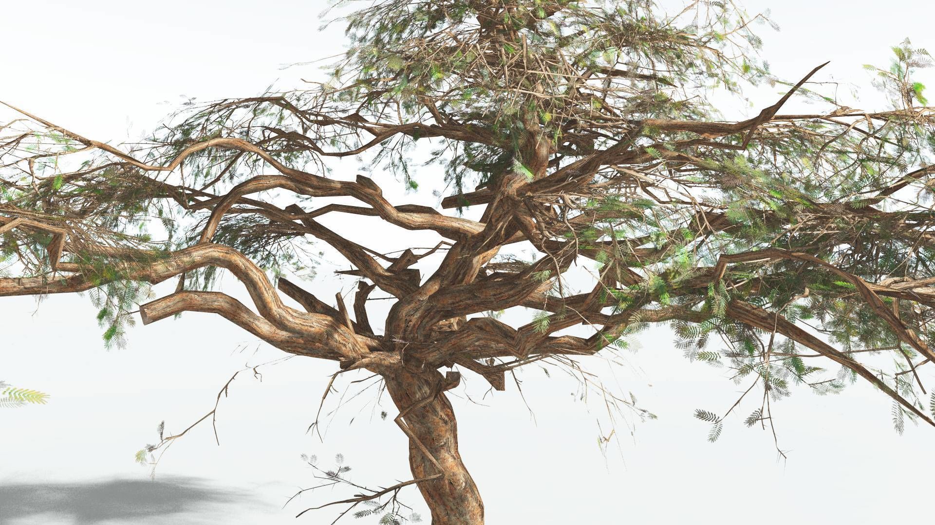 EVERYPlant Umbrella Thorn Acacia LowPoly 3 --12 Models-- Low-poly 3D model_11