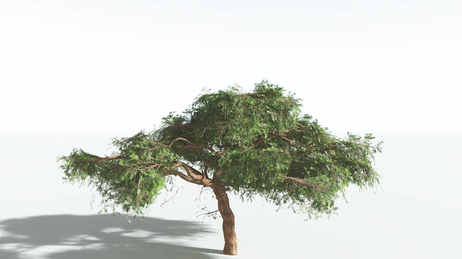 EVERYPlant Umbrella Thorn Acacia LowPoly 3 --12 Models-- Low-poly 3D model_24