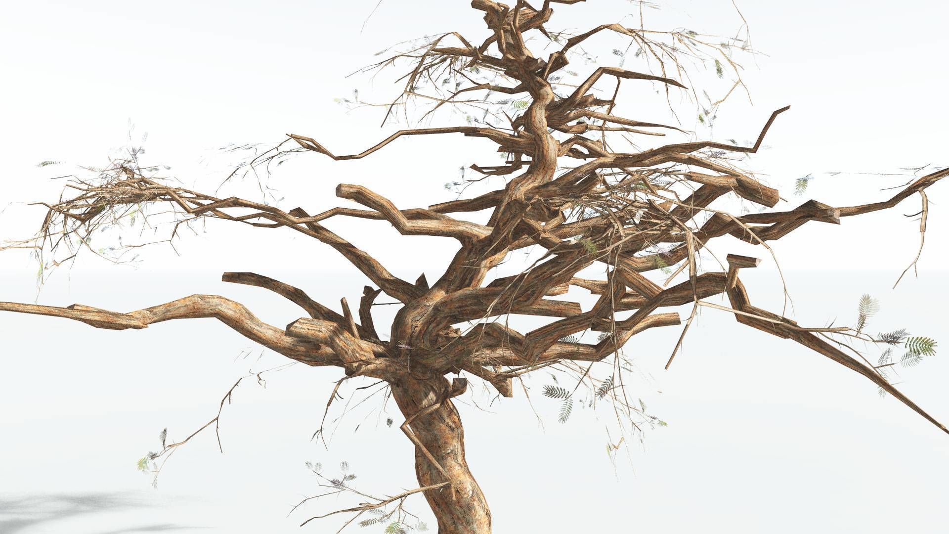 EVERYPlant Umbrella Thorn Acacia LowPoly 3 --12 Models-- Low-poly 3D model_13